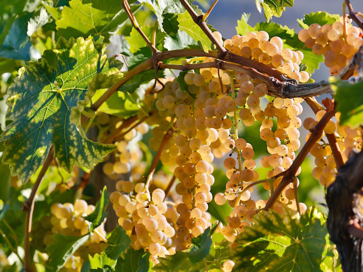 Top 10 Hybrids You Should Try - The Grape Grind